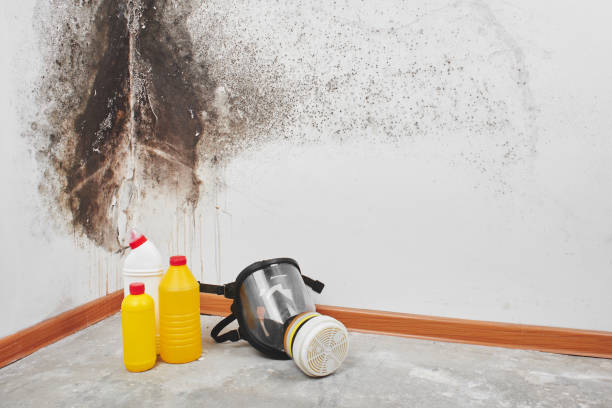 Best Attic Mold Removal  in Richland, GA