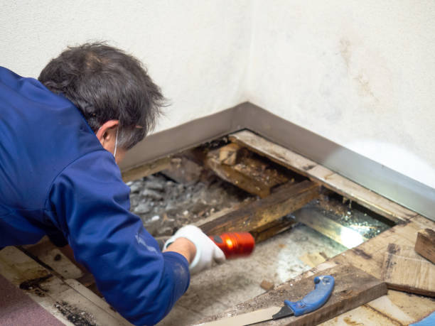 Best Crawl Space Mold Removal  in Richland, GA