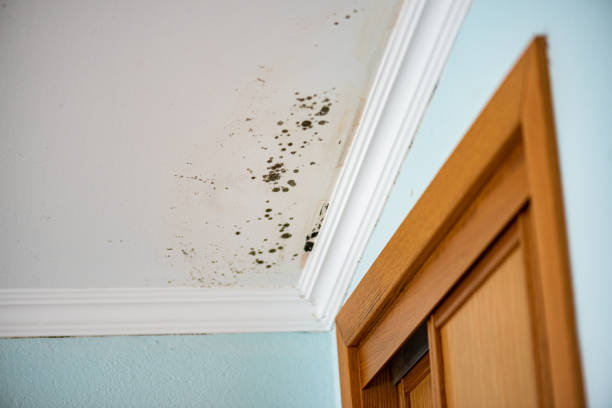 Best Residential Mold Removal  in Richland, GA