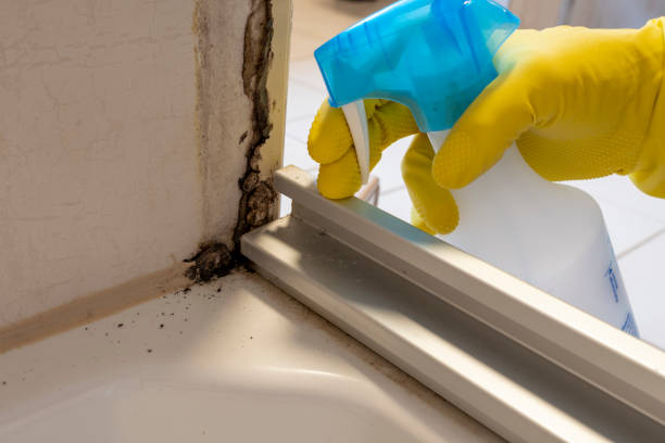 Best Same-Day Mold Removal  in Richland, GA