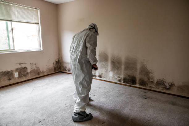 Best Mold Cleaning Services  in Richland, GA
