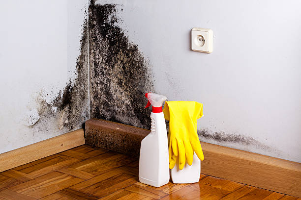 Best Mold Remediation Experts  in Richland, GA
