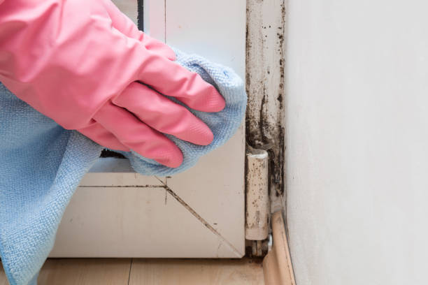 Best Mold Damage Repair  in Richland, GA