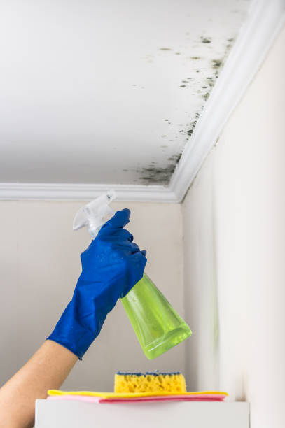 Best Attic Mold Removal  in Richland, GA