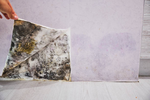 Reliable Richland, GA Mold Removal Solutions
